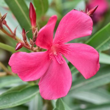 Laurier rose - Nerium oleander Saumon