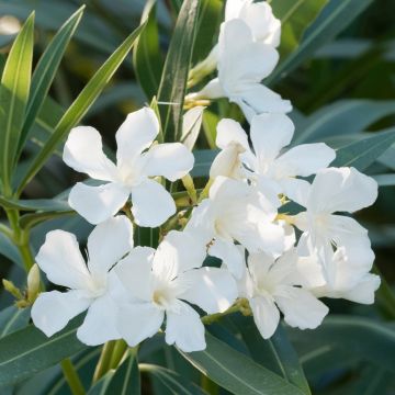 Laurier rose - Nerium oleander Saumon