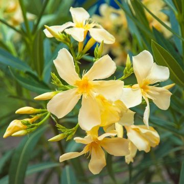 Laurier rose - Nerium oleander Saumon