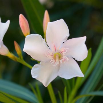 Laurier rose Alsace - Nerium oleander
