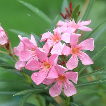 Laurier rose Emilie - Nerium oleander