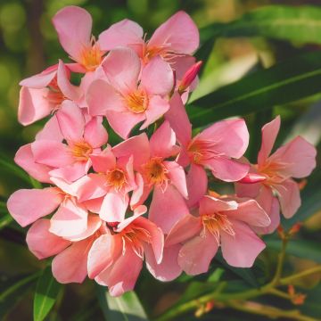 Laurier-rose Soleil Levant