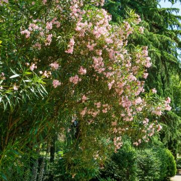 Laurier rose - Nerium oleander Saumon