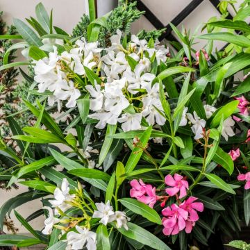 Laurier rose blanc simple, Nerium oleander Meilland Richardier