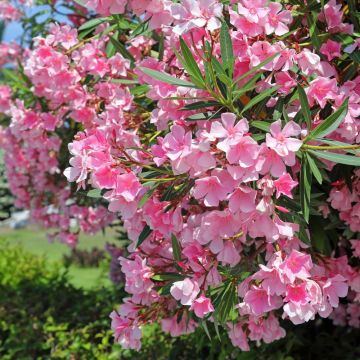 Laurier rose rose simple, Nerium oleander Meilland Richardier