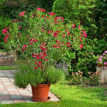 Laurier rose rouge simple, Nerium oleander Meilland Richardier