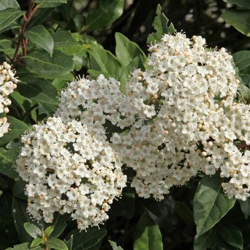 Viorne, Laurier Tin - Viburnum tinus