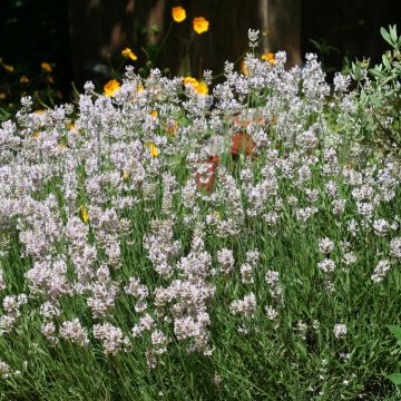 lavande angustifolia Rosea lavande angustifolia Rosea