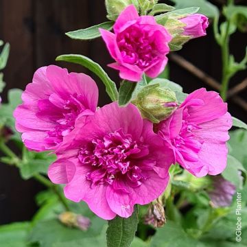 Lavatère - Lavatera Sweet Dream