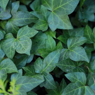 Lierre commun nain - Hedera helix Shamrock
