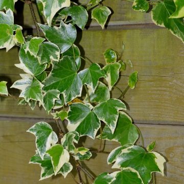 Lierre commun - Hedera helix Goldchild
