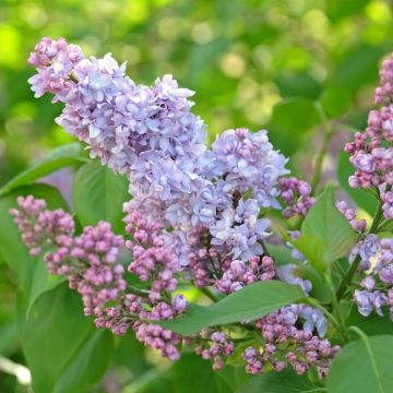 Lilas commun Président Grevy