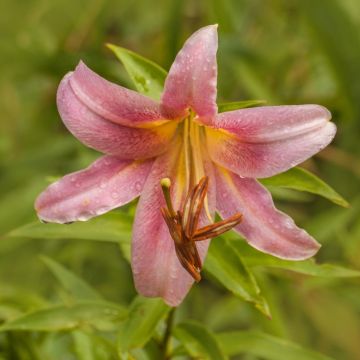 Lis trompette - Lilium Pink Perfection