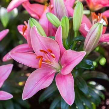 Lilium Foxtrot - Hybride de Lis asiatique