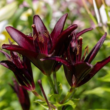 Lis asiatique - Lilium Landini