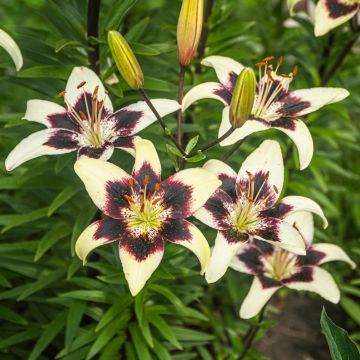 Lis asiatique - Lilium Netty's pride