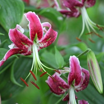 Lis hybride oriental - Lilium x speciosum Black Beauty -