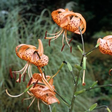 Lis tigrinum splendens