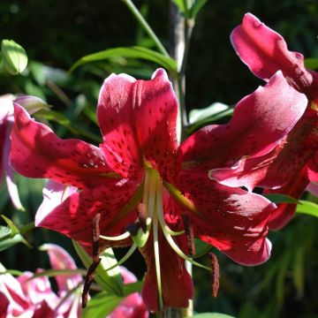 Lis Oriental/Trompette Miss Feya