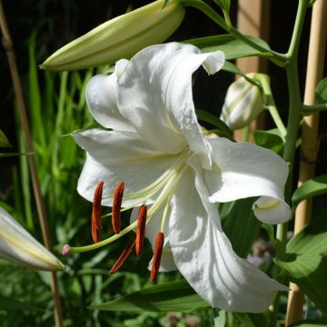 Lis Hybride Casablanca