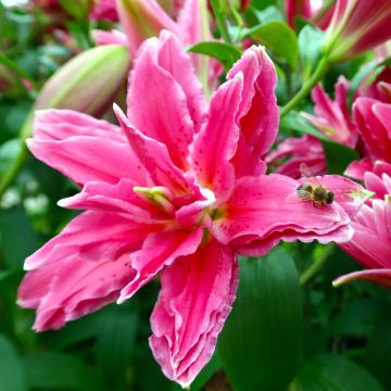 Lis oriental Roselily Elena