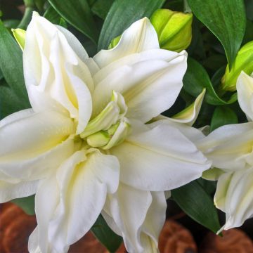 Lis oriental Roselily Samuela