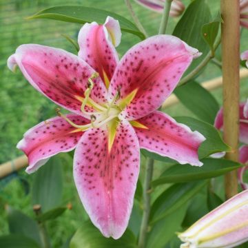 Lilium Stargazer - Lis Groupe trompette oriental
