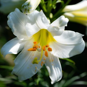 Lis royal blanc - Lilium regale Album