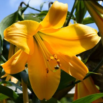 Lis longiflorum African Queen Lis longiflorum African Queen