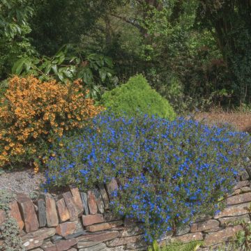 Lithodora Heavenly Blue