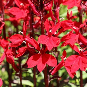 Lobelia Queen Victoria