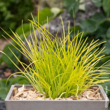 Lomandra White Sands