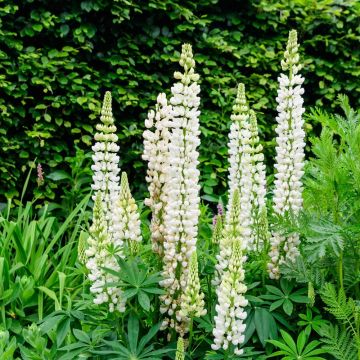 Lupin Noblemaiden La Demoiselle