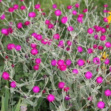 Lychnis coronaria ou Coquelourde des jardins