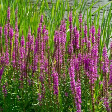 Lythrum salicaria - Salicaire
