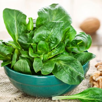 Mâche Coquille de Louviers