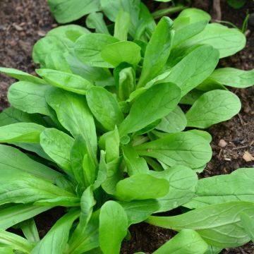 Mâche à Grosse Graine