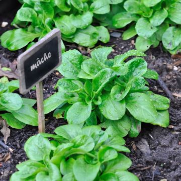 Mâche verte de Cambrai