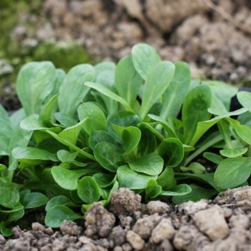 Mâche ronde maraîchère