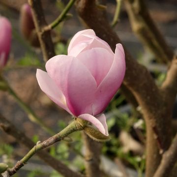 Magnolia denudata Festirose
