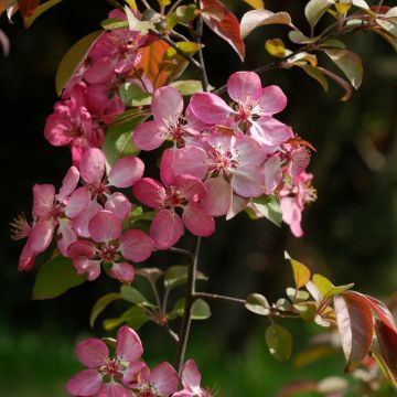 Pommier d'ornement - Malus Coccinella Courtarou