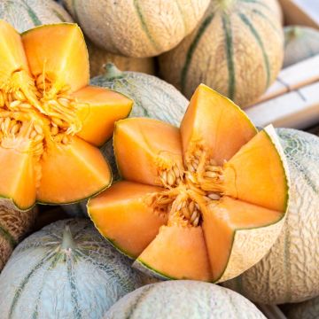 Melon Charentais