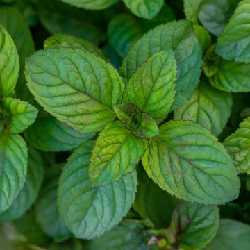 Menthe Chocolat, Mentha X piperata ‘Chocolate Mint’