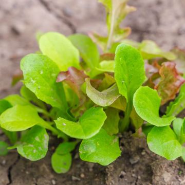 Mesclun