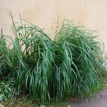 Miscanthus Giganteus, Roseau de Chine