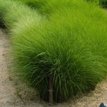 Miscanthus sinensis Gracillimus - Eulalie, Roseau de Chine