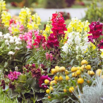 Muflier Grand Loup varié