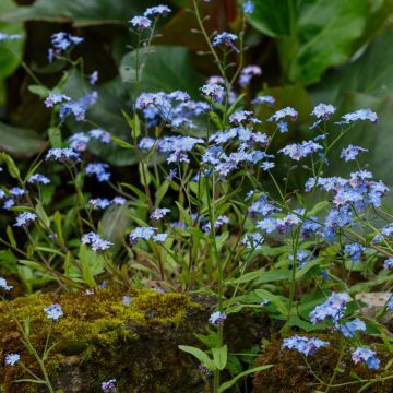 Myosotis Bleu