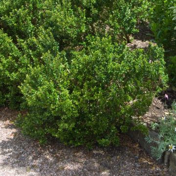 Myrtus communis subsp.Tarentina - Myrte commun 