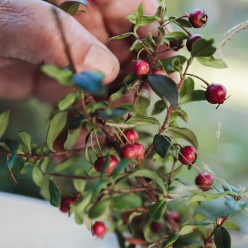 Myrtus ugni ou Ugni molinae Elite